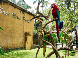 Bali Bird Park