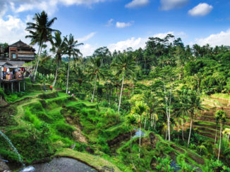 Tegalalang Rice Terrace