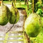 Bali Urlaub 111