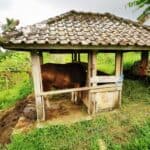 Bali Urlaub 155